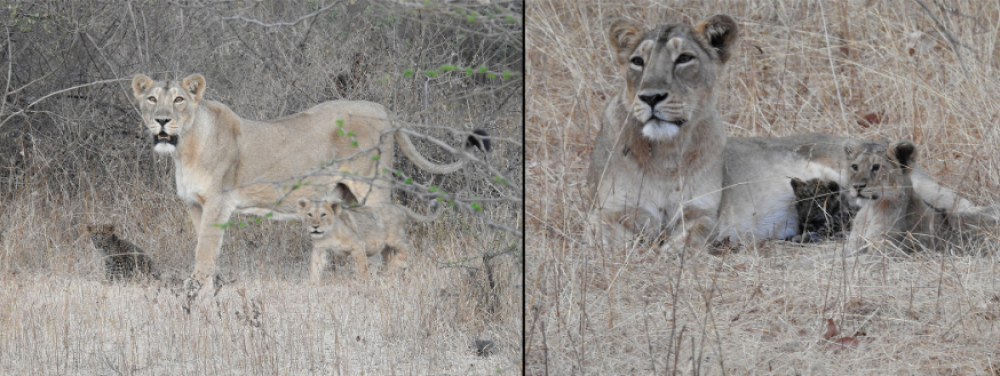two photos of an adult female Asiatic lion looking relaxed with one of her lion cubs and an adopted leopard cub. They are sandy colored and the leopard is dark and spotty